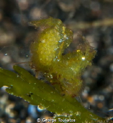 Green Hairy Shrimp with eggs by George Touliatos 